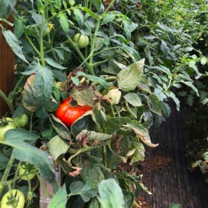 Grainger County Tomato Plant